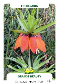 Fritillaria Orange Beauty