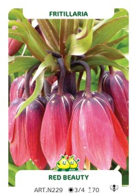 Fritillaria Red Beauty