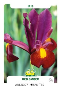 Iris Red Ember