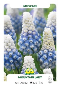 Muscari Mountain Lady