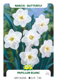 Narcis Papilon Blanc