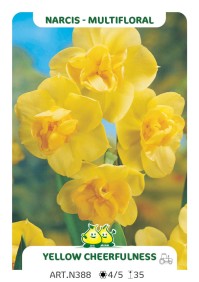 Narcis Yellow Cheerfulness