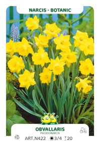 Narcis Obvallaris