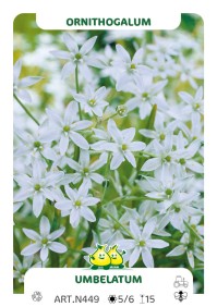 Ornithogalum Umbelatum