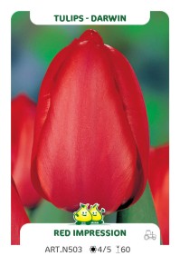 Tulpen Red Impression