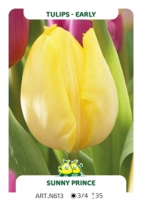 Tulp Sunny Prince