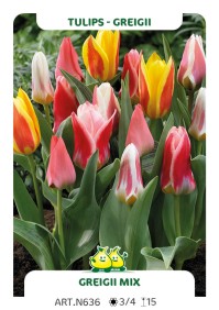 Tulp Greigii Mix