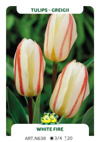 Tulp White Fire