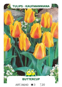 Tulp Buttercup