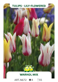 Tulp Leliebloemig Flaming Mix