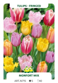 Tulp Gefranjerde - Dentelles Mix