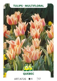 Tulp Quebec