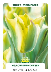 Tulp Yellow Springgreen