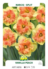 Narcis Vanilla Peach