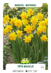 Narcis Tete Boucle