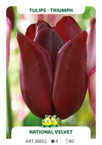 Tulpen National Velvet