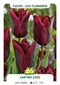 Tulp Lasting Love