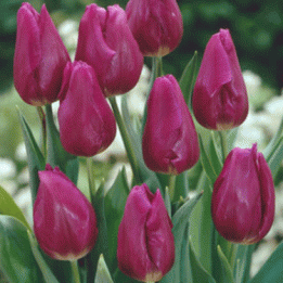images/productimages/small/tulip-passionale.gif