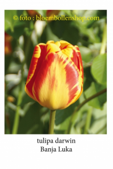 Tulpen Flaming Agrass