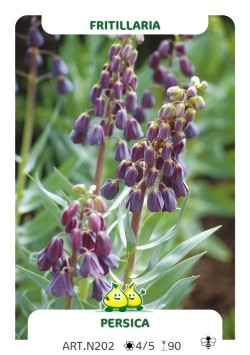 Fritillaria Persica