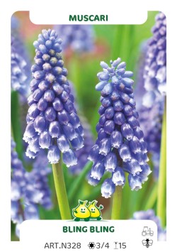 Muscari Bling Bling